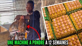 UNE MACHINE à PONDRE DES OEUFS A 12 SEMAINES Transformer Les Poules Goliath En Monstre Pondeurs [upl. by Sulienroc]