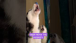 Siberian husky howling like a wolf🐺🐾husky howlingsiberian husky huskyhowlinghuskyhuskies [upl. by Chemesh]