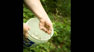 Harvesting and winnowing garlic mustard seeds [upl. by Bernarr668]