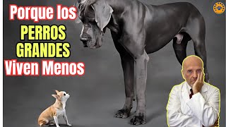 🆘 ESTA ES LA RAZON POR LA QUE LOS PERROS DE RAZAS GRANDES VIVEN MENOS QUE LOS DE RAZAS PEQUEÑAS 🆘 [upl. by Humo]