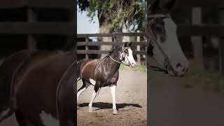 Criollo vs Quarter Horse  Cost Comparison shorts horses [upl. by Mignon]