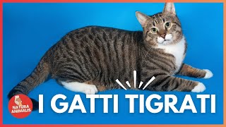 I GATTI TABBY TIGRATI Caratteristiche e Personalità 😺🩶✨ [upl. by Silverman752]