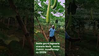 bottle gourd lagenaria siceraria  desi farming 777 [upl. by Fesoy306]