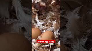 Chicken laying eggs roadto100subs roadto1k shorts subscribe [upl. by Pero]