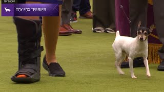 Toy Fox Terriers  Breed Judging 2024 [upl. by Demah]