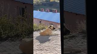 KOMOLİ BOZO kangal dog cat animals dogs dogs puppy alabai nature wolf köpek malaklı [upl. by Llirpa486]