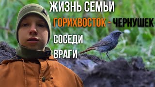 Фильм «Жизнь семьи горихвостокчернушек Соседи Враги» [upl. by Bainbrudge]