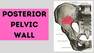 Posterior Pelvic Wall   Pelvic Wall Part 3 [upl. by Adnirod]