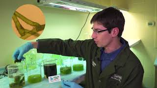 Algae Corner How to Identify Different Algae Types [upl. by Ladonna]