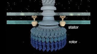 The Bacterial Flagellar Motor [upl. by Osnohpla758]