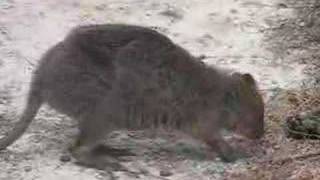 Quokkas on Rottnest Island [upl. by Geesey217]