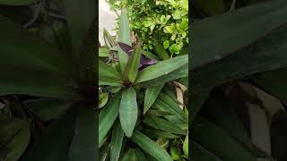 Rhoeo plant videos shorts garden plants [upl. by Nytsud78]