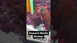 Punching mantis shrimp 🥊🦐 saltwater saltwateraquarium saltwaterfishtank saltwatertank [upl. by Ainuj]