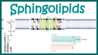 Sphingolipids  Chemical structure  biogenesis and function [upl. by Ayahc]