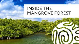 Inside the Mangrove Forest [upl. by Nevin]