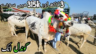 Gondal Mandi Attock Latest Update 10 June 2024Qurbani Bakra Eid ul AdhaLivestock Market Cow Cattle [upl. by Hodess102]