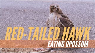 🌲🦅 REDTAILED HAWK EATING OPOSSUM ☠ Interesting Nature Wildlife in my Neighborhood 🤭🧐 [upl. by Eugor]