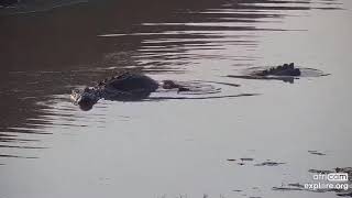 A couple of crocodiles mating at Tau Waterhole in South Africa EXPLOREorg August 25 2022 [upl. by Benia]