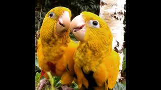 Raising Golden Conures parrots [upl. by Auqeenahs]