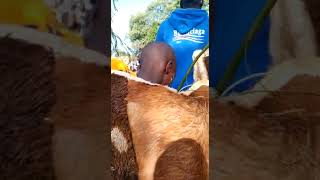 KALENJIN INITIATION CEREMONY CHEPTILET [upl. by Ahtimat843]