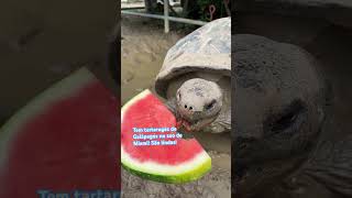 Watermelon sugar high miami turtle watermelon [upl. by Ger]