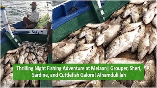 Thrilling Night Fishing Adventure  Grouper Sheri Sardine amp Cuttlefish Galore Alhamdulillah [upl. by Akedijn826]