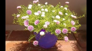 How to grow White and Pink bicolorTable RoseMoss RosePortulaca GrandifloraJapanese rose [upl. by Mascia]