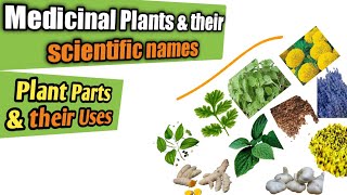 Medicinal plants and their uses  Scientific names of medicinal herbs amp parts used Health benefits [upl. by Airb]