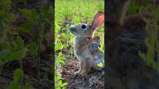 Rabbit song rabbit cuterabbit ansh musicgenre love like share sub jesus rabbitfarming [upl. by Micheil973]