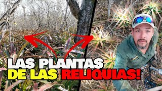 Las Plantas de Huapilla Ocultaban Las Reliquias [upl. by Kissel]