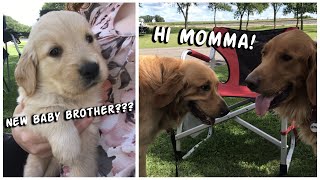 My dogs family reunion and NEW baby brother [upl. by Llenod827]