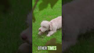 Why Do Dogs Eat Grass shorts shortvideo subscribe funny [upl. by Edgardo]