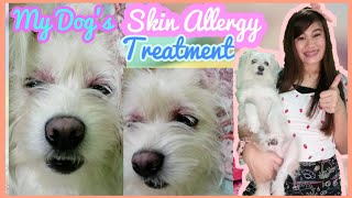 Itchy skin in dogs treatment MANGE skin allergy in dogs galis aso treatment [upl. by Ana]