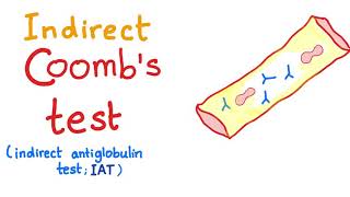 Indirect Coombs Test [upl. by Garland172]