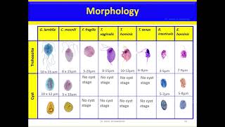 Trichomonads Trichomonas vaginalis T hominis T tenax version 2 [upl. by Atires]