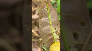 Mango Leaf Cutting Insect farming mango agriculture [upl. by Ehcadroj]