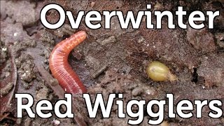 How to Overwinter Red Wiggler Composting Worms in your Garden [upl. by Friedland]