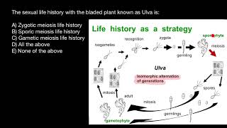 Ulva life history [upl. by Atims]