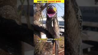 Meet Potoo the ghost bird animals shorts [upl. by Mcdonald]