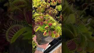 Dionaea muscipula Low Giant [upl. by Emearg]