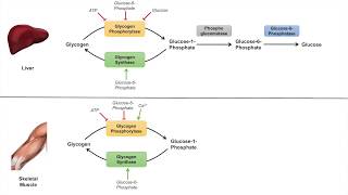 Glycogen Metabolism  Glycogenolysis  Pathway Enzymes and Regulation [upl. by Mayhew669]