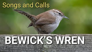 Bewicks Wren Songs and Calls  Spotted Towhee amp Song Sparrow birds birding birdsounds [upl. by Annaoi]