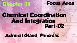 Chemical Coordination And Integration Part02 Focus Area Plus one Zoology class in Malayalam [upl. by Sanburn308]