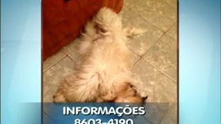 Cachorro desaparece e donos pedem ajuda para encontrálo [upl. by Sula]