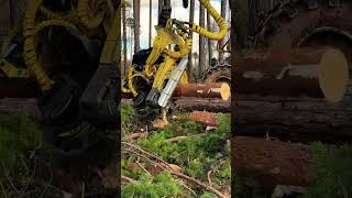 From Forest to Lumber in Seconds🌲Mind Blowing Technology at Work woodworking harvester logging [upl. by Aitenev]