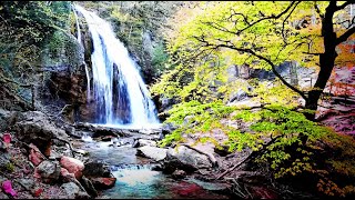 CHANT DES OISEAUX SON DUN RUISSEAU et cascade lointaine forêt Paradis de nature relaxant [upl. by Dulcia578]