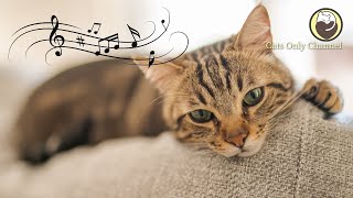 Cat Music  ​Soothing Sleep Music  Cat Purring Sounds  Anxiety Relief Relaxation [upl. by Ellebana646]