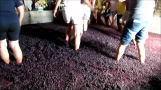 Lagarada  Pisar as uvas  Tread the grapes [upl. by Suoivatnom]