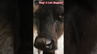 OMG A lots Maggots tiktok fyp viral cow hoof hoofcare hoofpicking hoofcleaning hooftriming [upl. by Catharina]