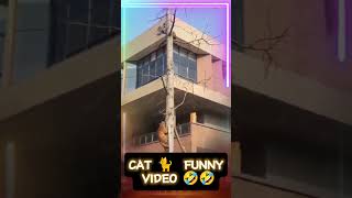 cat funny videos shorts funny cat [upl. by Llenad]